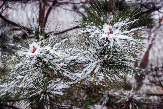 积雪的树木