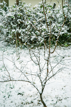 雪后的草地