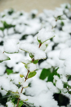 积雪的树叶