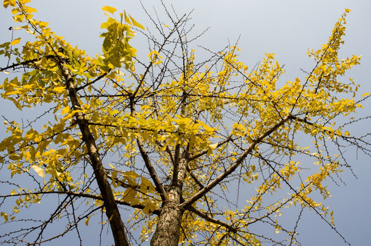 银杏树 秋天