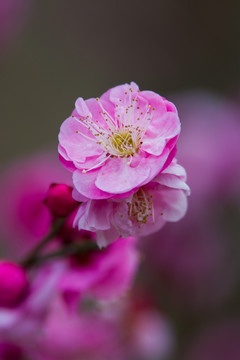 梅花特写