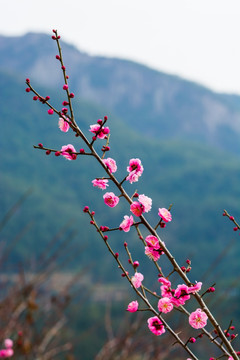 梅花