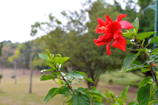 扶桑花