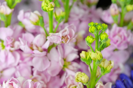 花 风信子