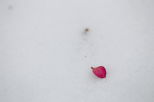 雪中景