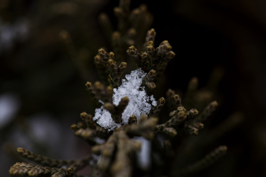 雪中景