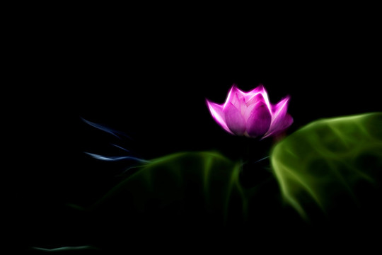 荷花