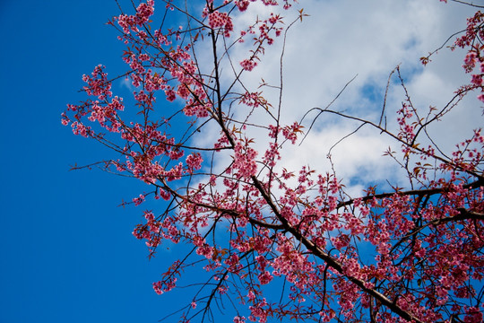 樱花