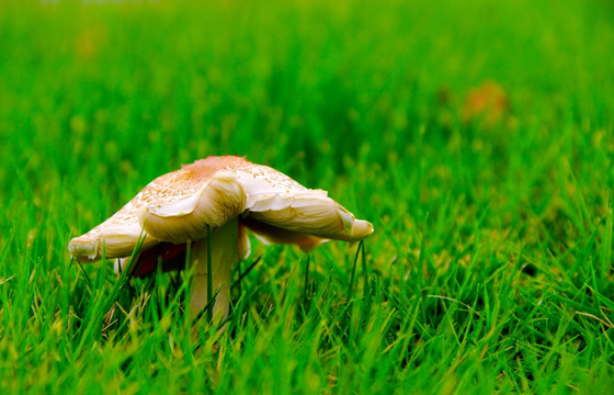 蘑菇绿草地