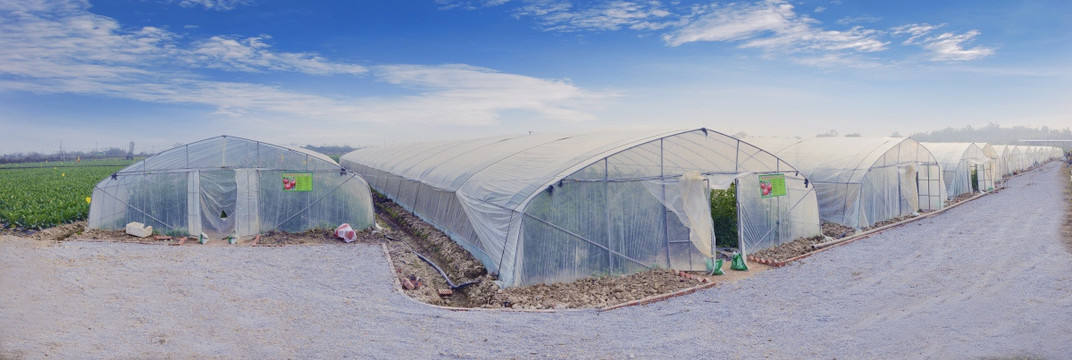 现代农业基地 蔬菜基地 种菜