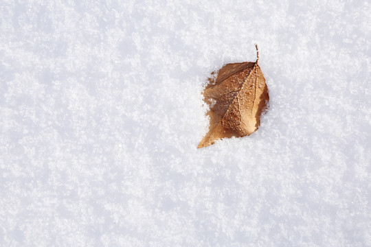 秋叶雪梦