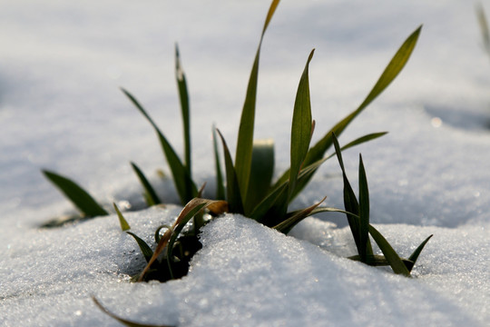 雪地里的顽强