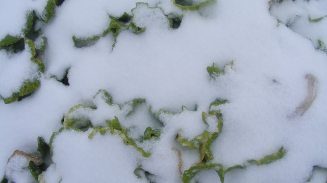 雪中大白菜