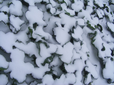 雪地的蔬菜