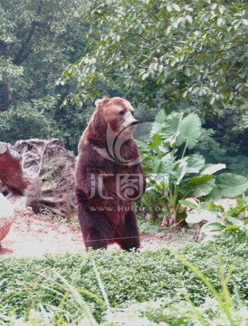 长隆野生动物世界棕熊