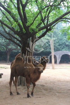 长隆野生动物世界骆驼