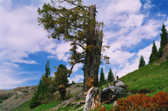 天山松