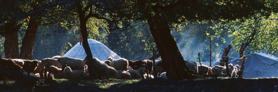 牧场晨曦 山林曙色 牧场晨炊