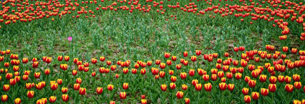 郁金香花田