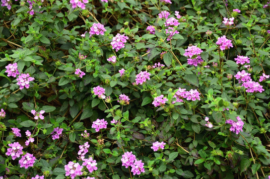 紫花马樱丹