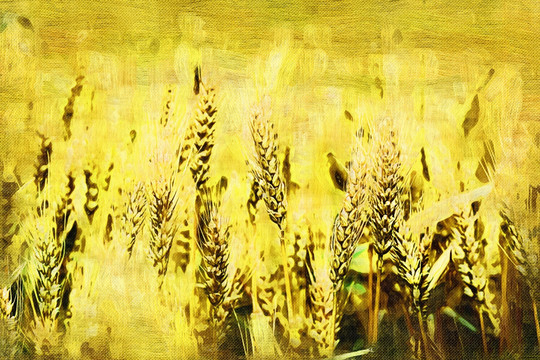 豐收 藝術(shù)畫 TIF無分層