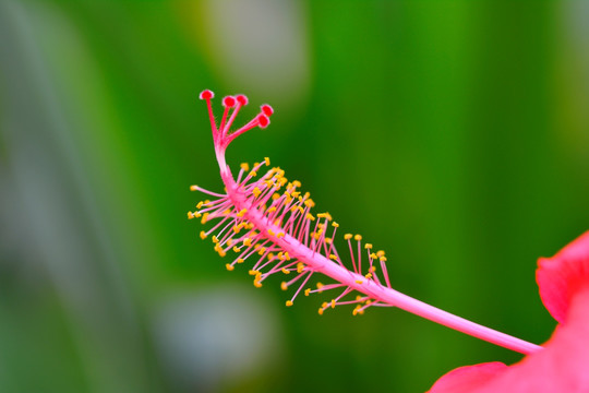 扶桑花