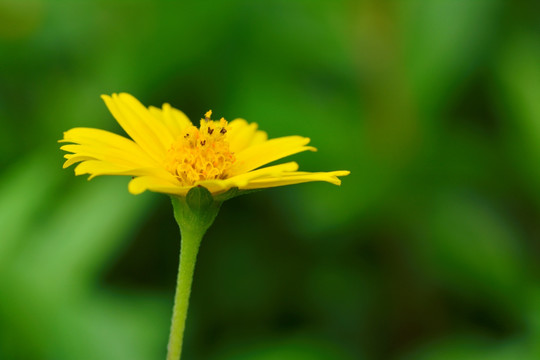 花 花开