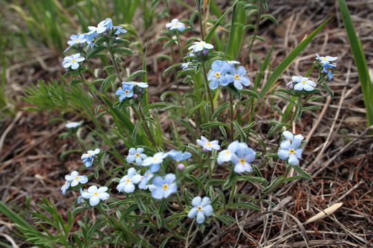 自然 山野花 勿忘我