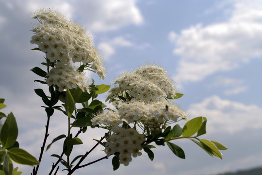 自然植物花朵 绢毛绣菊