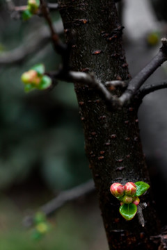 红梅花 梅花