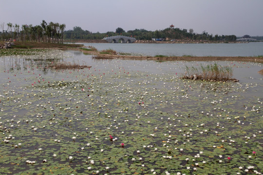 马踏湖