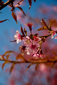 樱花