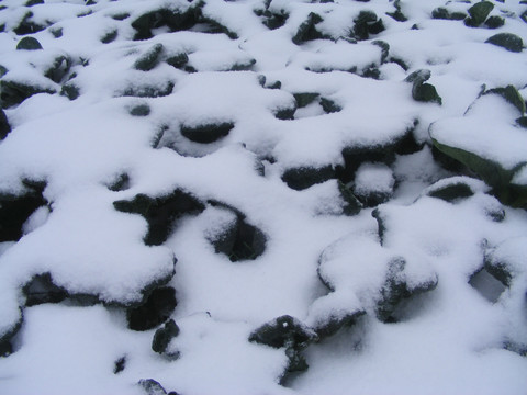 雪中菜地