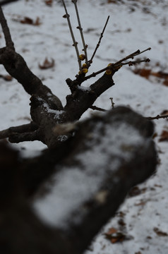 雪中腊梅