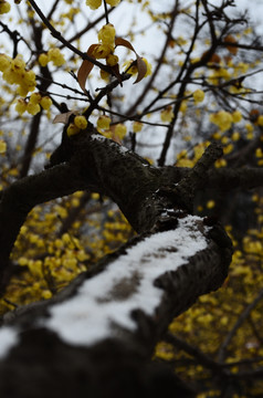 雪中腊梅