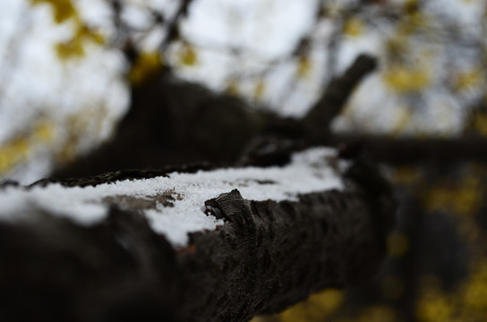 雪中腊梅