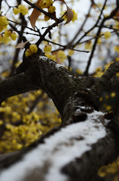 雪中腊梅