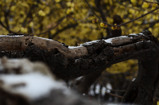 雪中腊梅