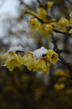 雪中腊梅