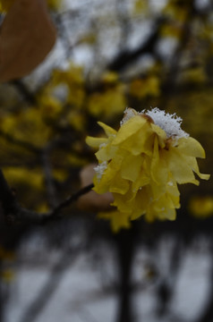 雪中腊梅花