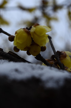 雪中腊梅