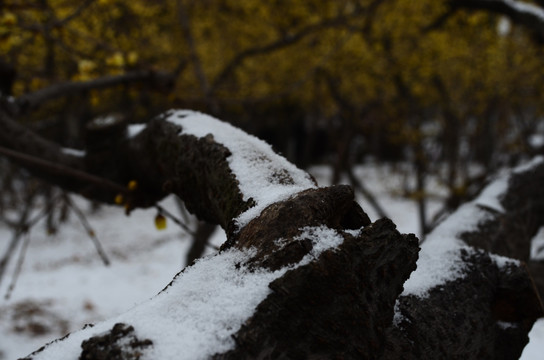 雪中腊梅