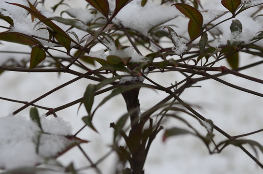 雪中小树叶