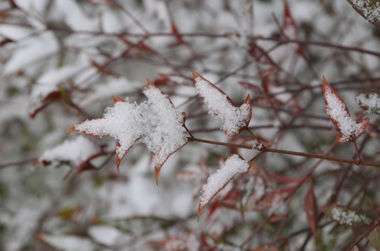 雪中小红叶