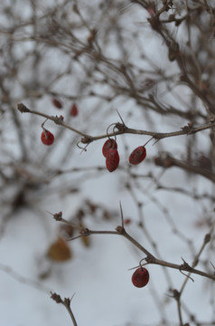 雪中小红果