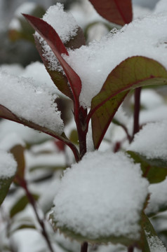 雪中红叶