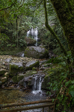 瓦屋山原始森林