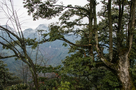 瓦屋山 原始森林