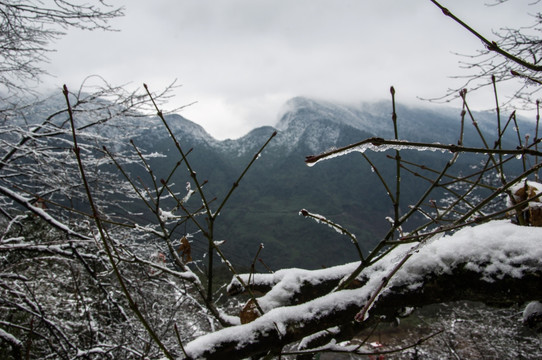 瓦屋山 原始森林