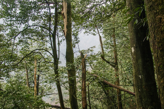 洪雅瓦屋山国家森林公园